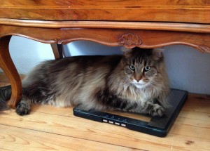 Mögliche Gründe trotz LowCarb NICHT abzunehmen x